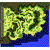 Prontera Field