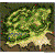 Prontera Field