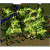 Prontera Field